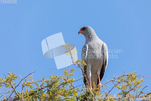 Image of Southern Pale Chanting Goshawk, Namibia safari Africa wildlife