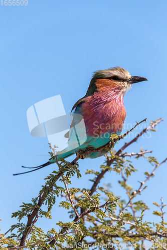 Image of Lilac-brested roller, africa safari wildlife