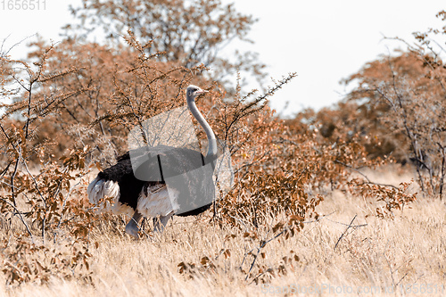 Image of Ostrich, in Etosha, Africa wildlife safari