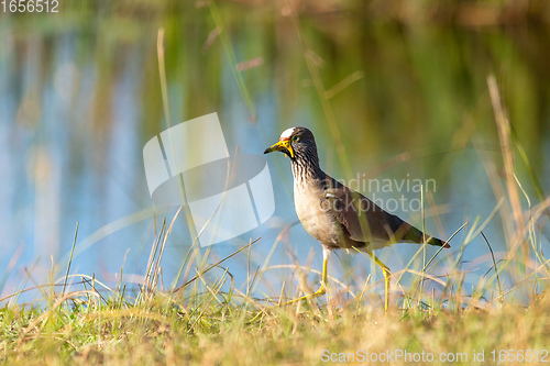 Image of African wattled lapwing, Namibia safari, Africa wildlife