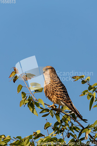 Image of Greater kestrel, Etosha, Namibia safari wildlife