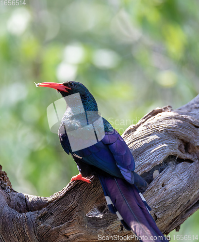 Image of Green Wood hoopoe, Namibia Africa wildlife