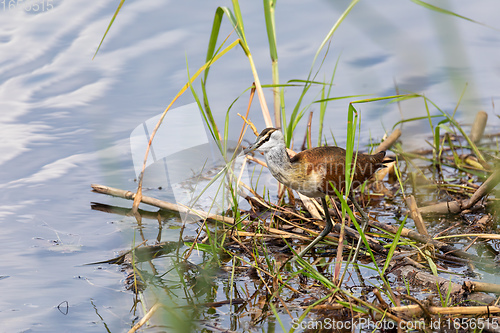 Image of Lesser Jacana Wading in Wetland, namibia Africa wildlife