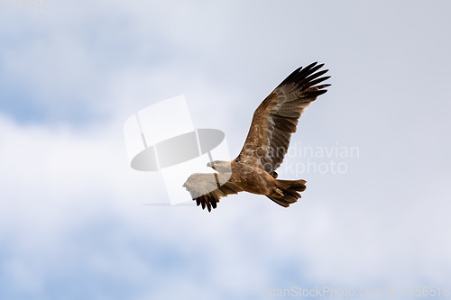 Image of Black kite flying, Ethiopia safari wildlife