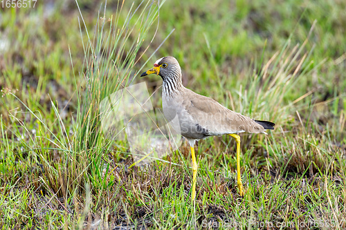 Image of African wattled lapwing, Namibia safari, Africa wildlife