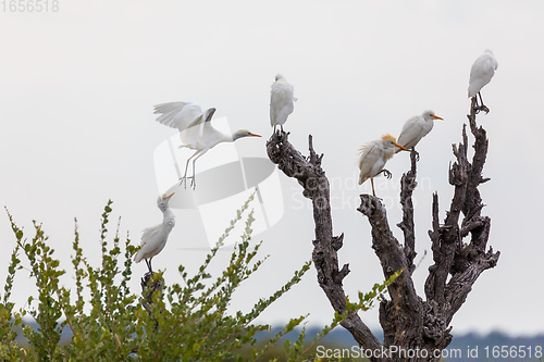 Image of cattle egret namibia Africa safari wildlife