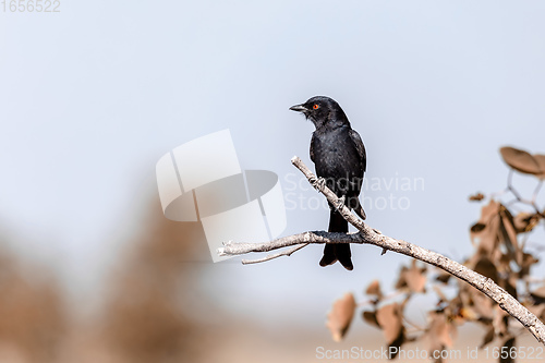 Image of bird Fork-tailed Drongo Africa Namibia safari wildlife