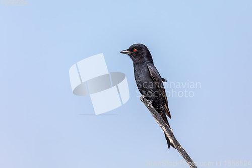 Image of bird Fork-tailed Drongo Africa Namibia safari wildlife