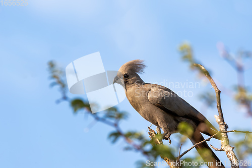 Image of Grey Go-away-bird Namibia Africa wildlife