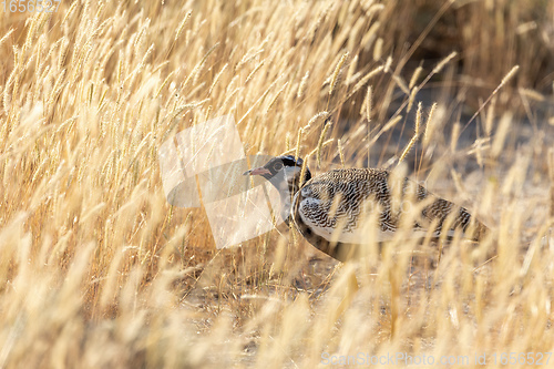 Image of Northern Black Korhaan Namibia, Africa safari wildlife