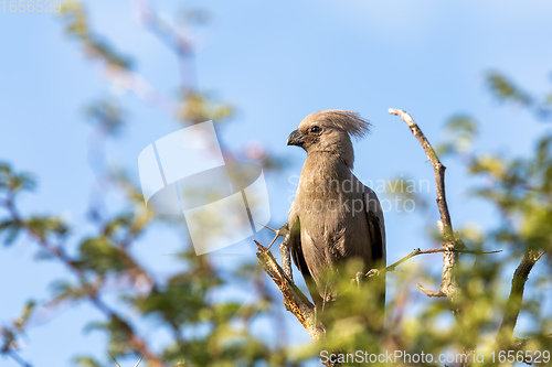 Image of Grey Go-away-bird Namibia Africa wildlife