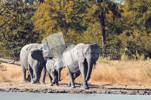 Image of African Elephant on waterhole, Africa safari wildlife