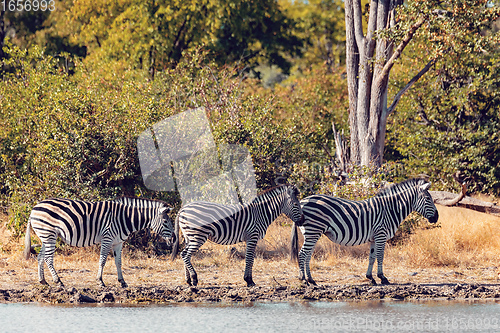 Image of Zebra in bush, Botswana Africa wildlife