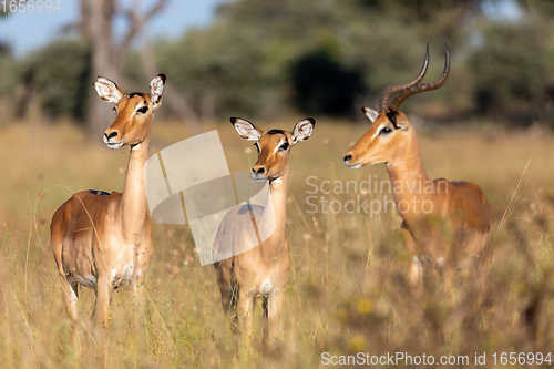 Image of Impala antelope Namibia, africa safari wildlife