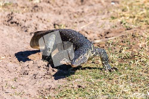 Image of Monitor Lizard in Chobe, Botswana Africa wildlife