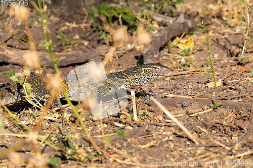 Image of Monitor Lizard in Chobe, Botswana Africa wildlife