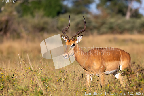 Image of Impala antelope Namibia, africa safari wildlife