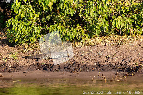 Image of Monitor Lizard in Chobe, Botswana Africa wildlife