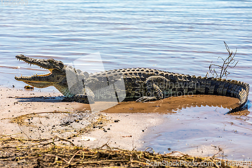 Image of Nile Crocodile in Chobe river, Botswana