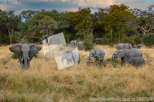 Image of African Elephant on waterhole, Africa safari wildlife