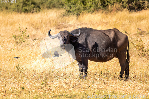 Image of Cape Buffalo at Chobe, Botswana safari wildlife