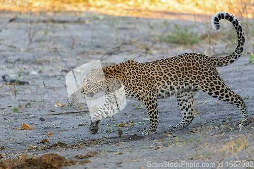 Image of African leopard Chobe Botswana, Africa wildlife