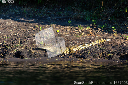 Image of Nile Crocodile in Chobe river, Botswana