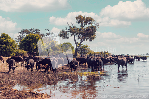 Image of Cape Buffalo at Chobe, Botswana safari wildlife