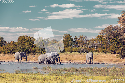 Image of African Elephant on waterhole, Africa safari wildlife