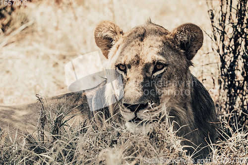 Image of lion female in Botswana Africa safari wildlife