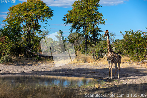 Image of South African giraffe, Africa wildlife safari