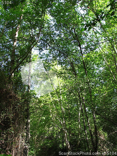 Image of Tall trees
