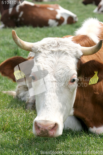 Image of cow 