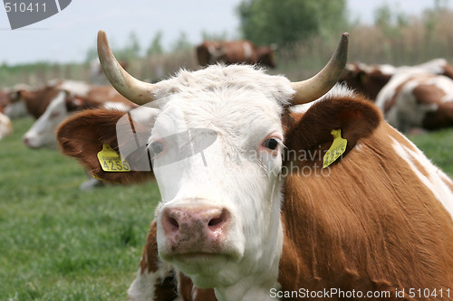 Image of cow 