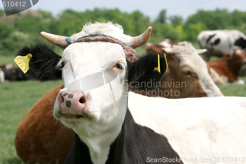 Image of cow 