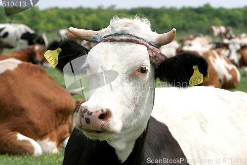 Image of cow 