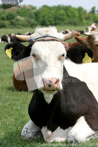 Image of cow 