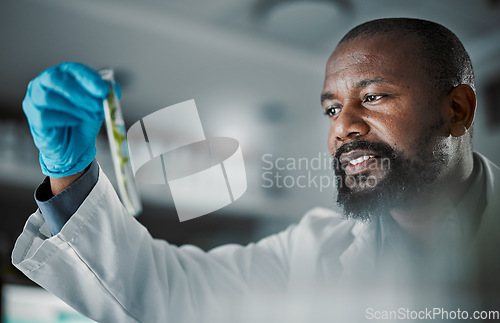 Image of Black man scientist, test tube and leaves in laboratory analysis, biodiversity study and vision for species conservation. Agriculture science, food security innovation or lab research for future goal