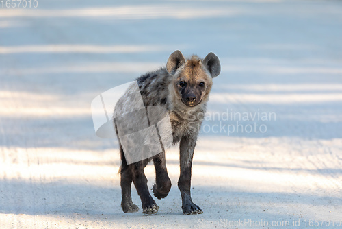 Image of cute young Spotted hyena, Botswana Africa wildlife