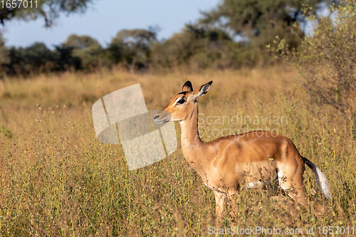 Image of Impala antelope Namibia, africa safari wildlife