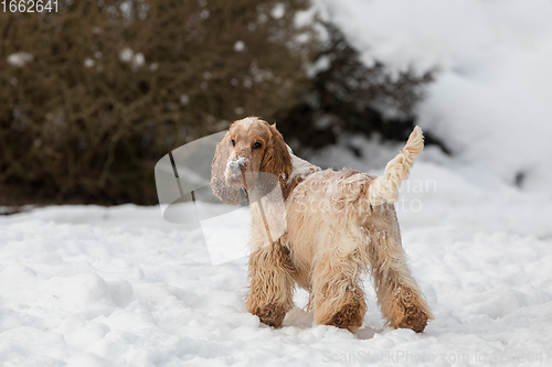 Image of english cocker spaniel dog in snow winter