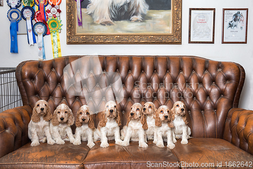 Image of family of English Cocker Spaniel with small puppy