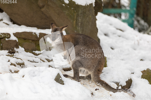 Image of Red-necked Wallaby in snowy winter