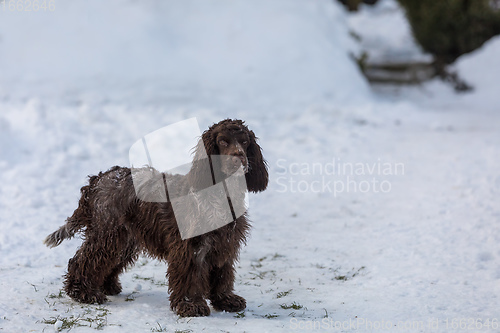 Image of english cocker spaniel dog in snow winter