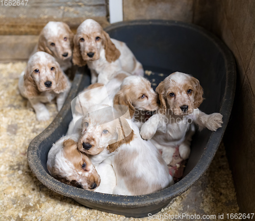 Image of small purebred English Cocker Spaniel puppy