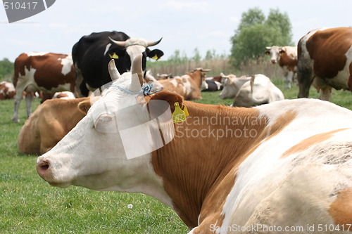 Image of cows 