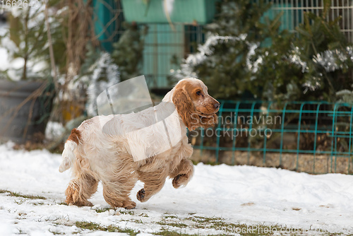 Image of english cocker spaniel dog in snow winter