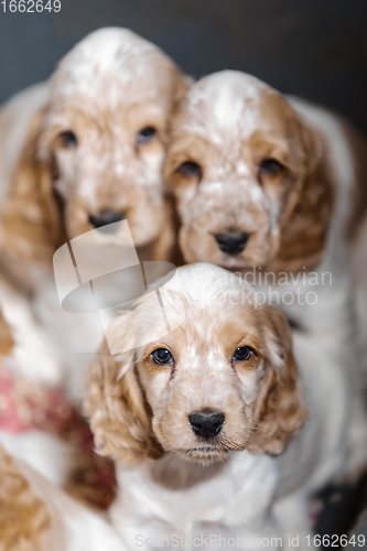 Image of small purebred English Cocker Spaniel puppy