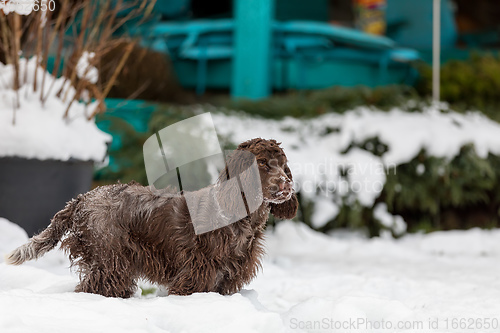 Image of english cocker spaniel dog in snow winter