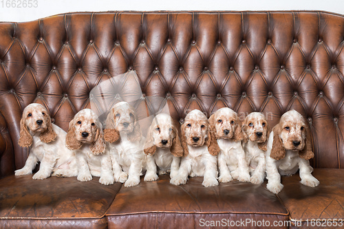 Image of family of English Cocker Spaniel with small puppy